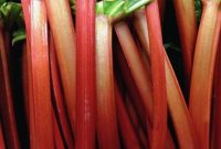 Rhubarb Season Is Here