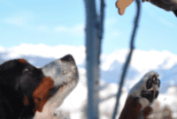 Bark-Worthy Bites: Homemade Dog Treats