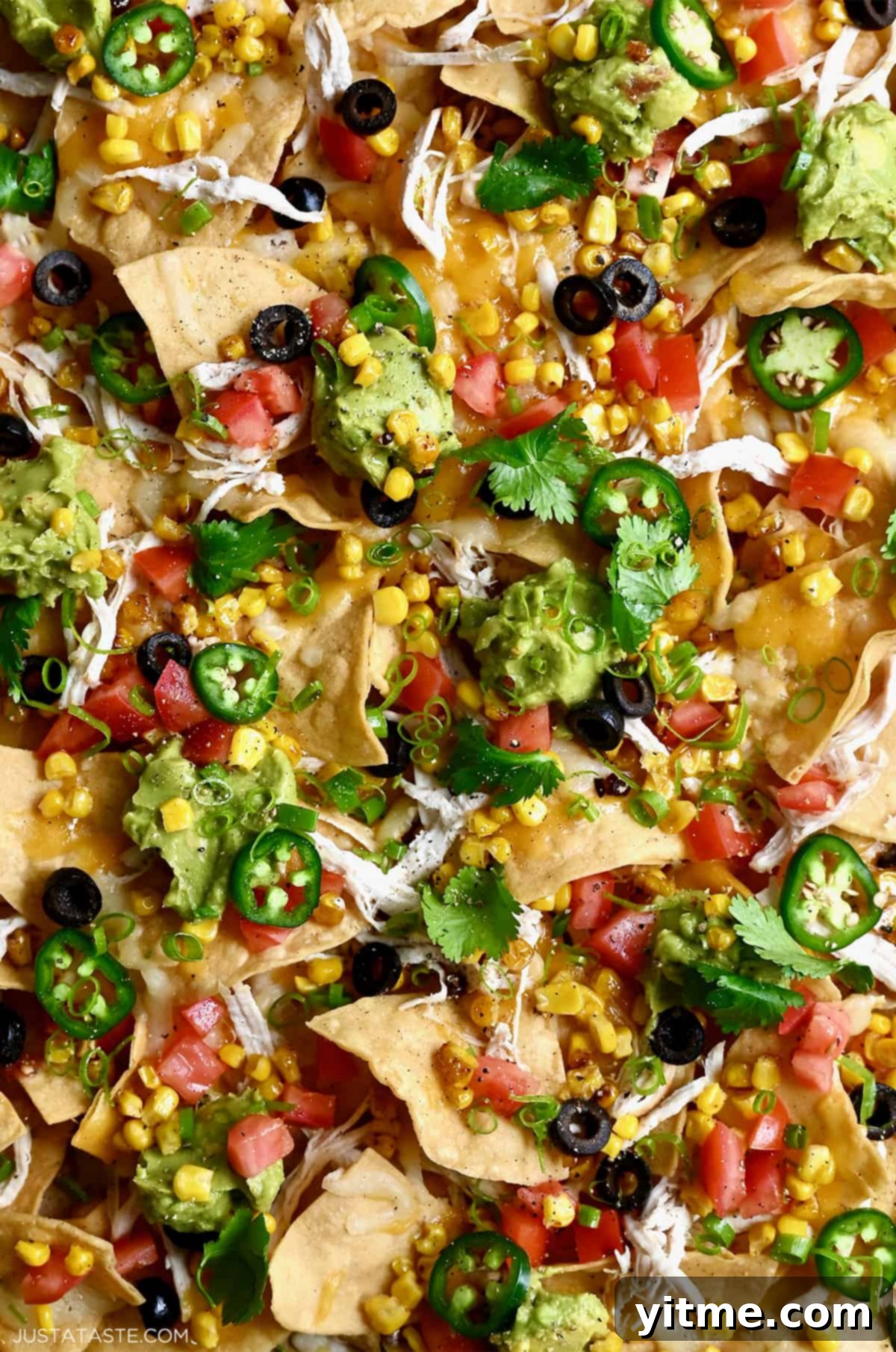 A closeup view of nachos with sliced jalapeños, diced tomatoes, corn kernels, sliced black olives, shredded cheese and shredded chicken.