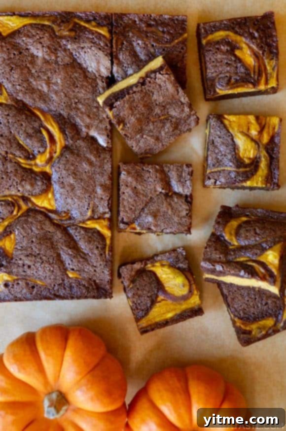 Pumpkin cheesecake brownies on tan parchment paper cut into squares with sugar pumpkins