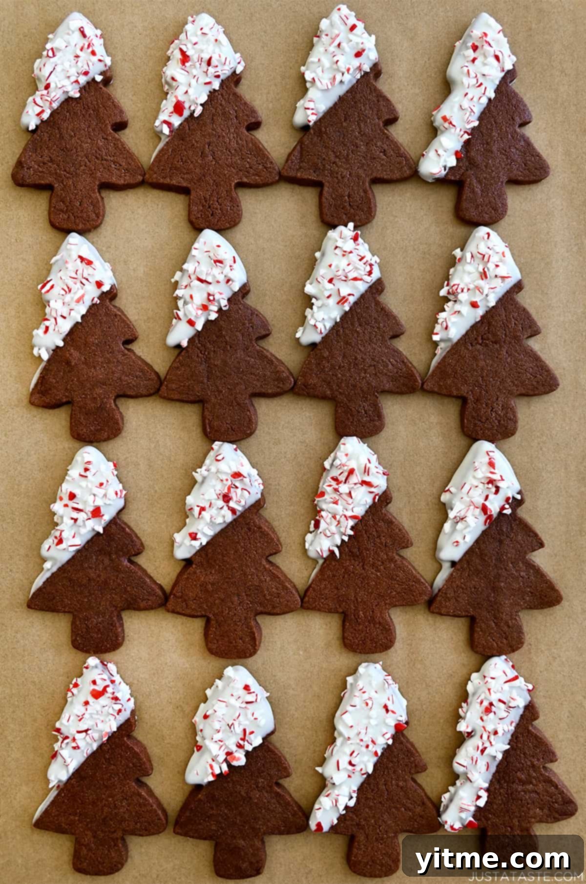 Chocolate sugar cookies in Christmas tree shapes dipped in white chocolate and sprinkled with crushed candy canes