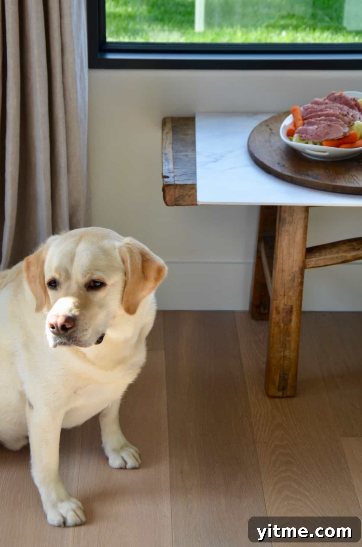A dog looks longingly at corned beef with cabbage and carrots.