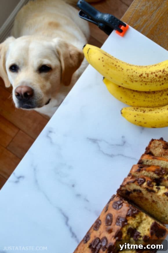 Dog looking up at banana bread and bananas on countertop