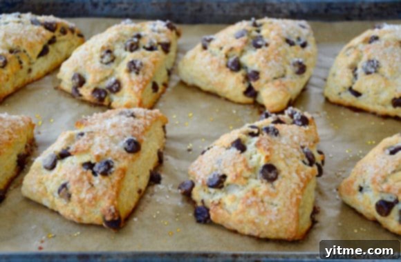 Homemade Sour Cream Chocolate Chip Scones on parchment paper-lined baking sheet