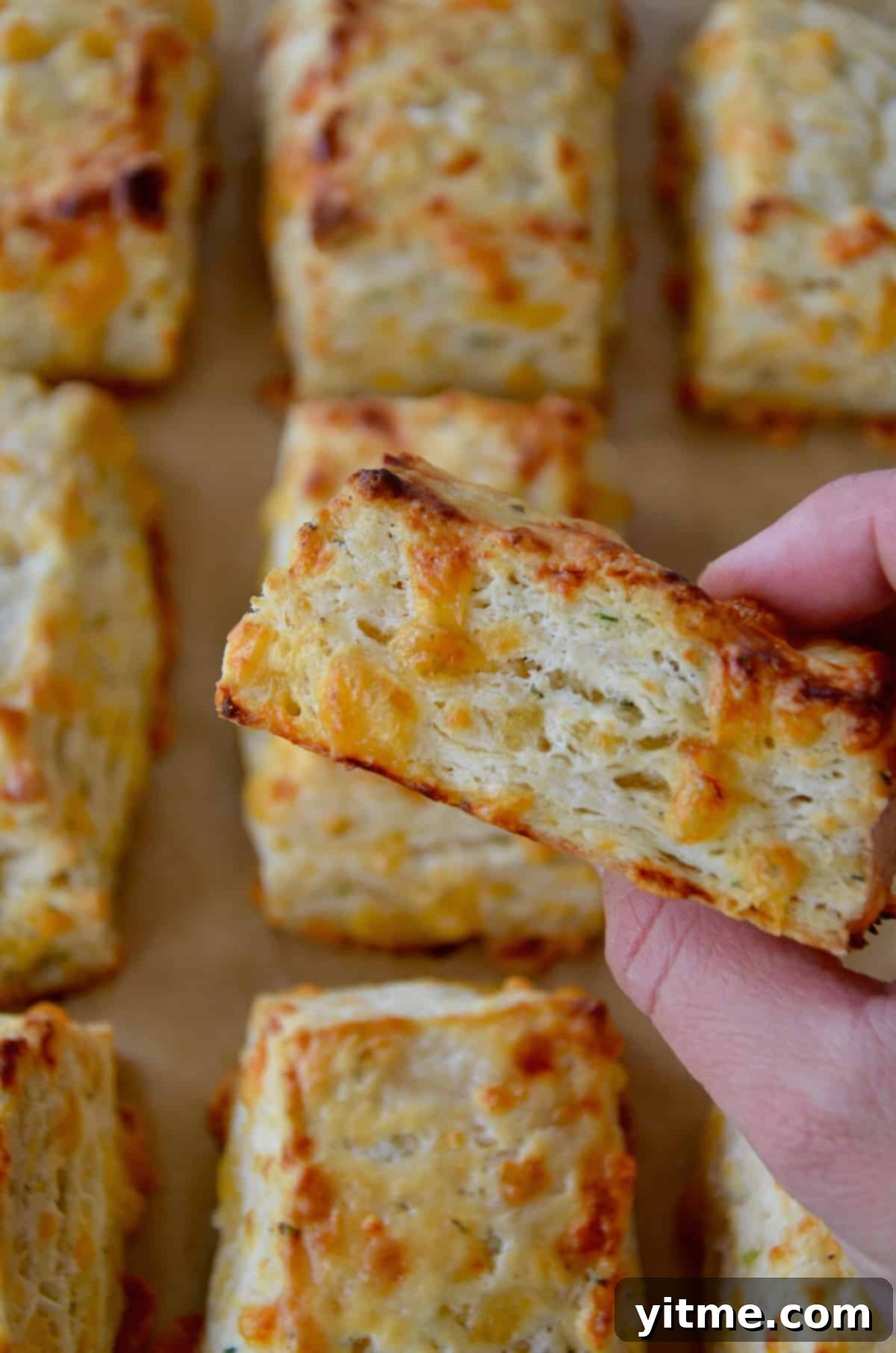 Irresistible Cheddar Biscuits 3 Fingers hold a freshly baked cheddar herb biscuit, revealing its flaky interior, with rows of other golden cheddar biscuits on parchment paper in the background.