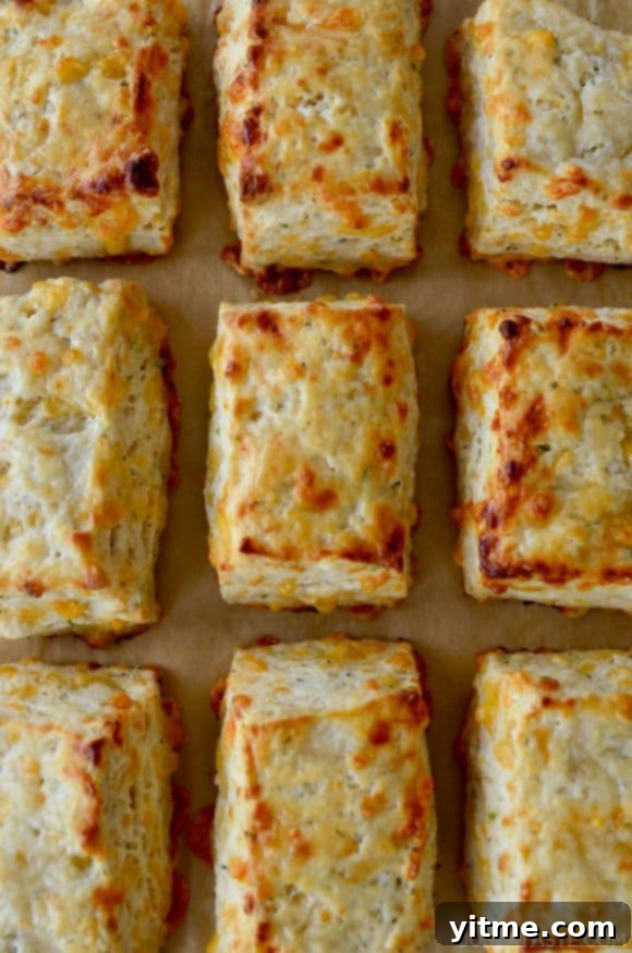 Irresistible Cheddar Biscuits 9 Rows of The Best Cheddar Biscuits on parchment paper-lined baking sheet, golden brown and ready to eat.