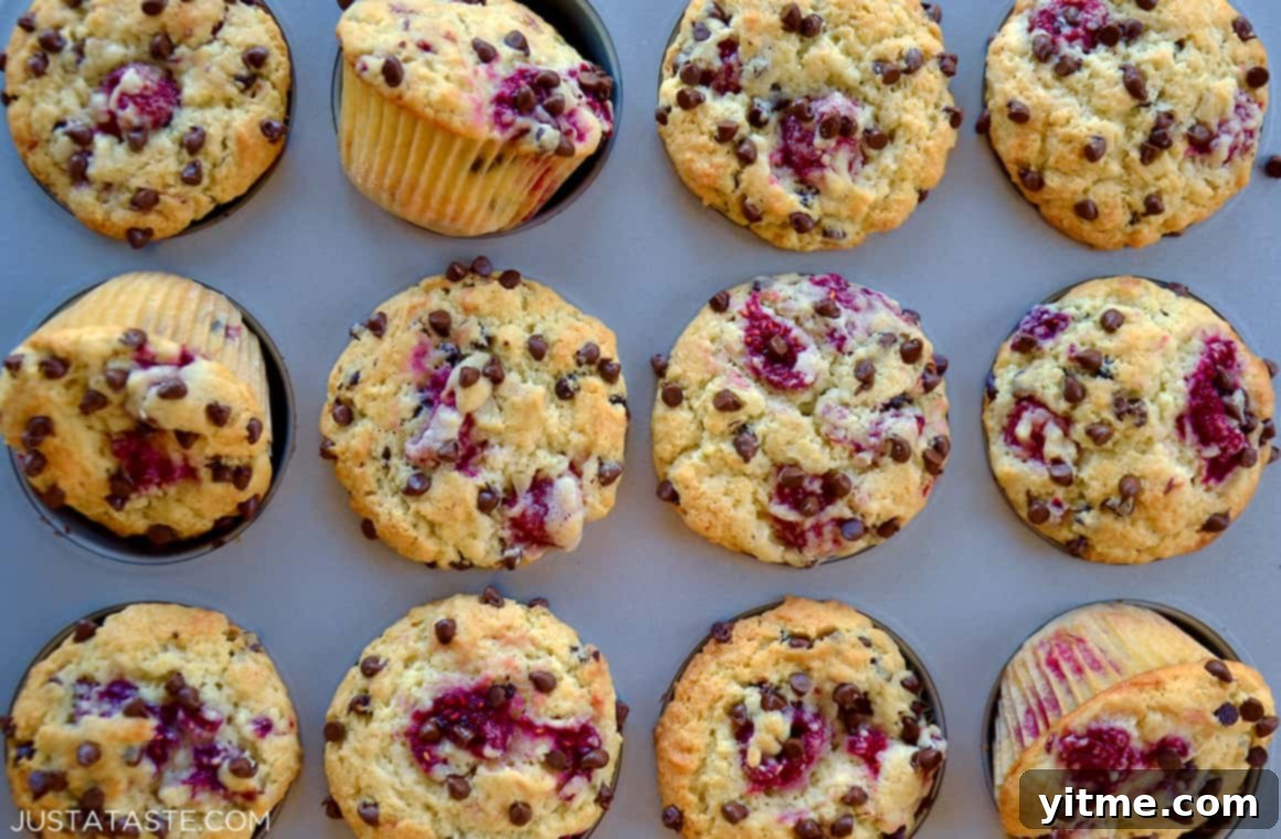 Raspberry Chocolate Chip Muffins baking in a muffin tin, with visible raspberries and chocolate chips on top.