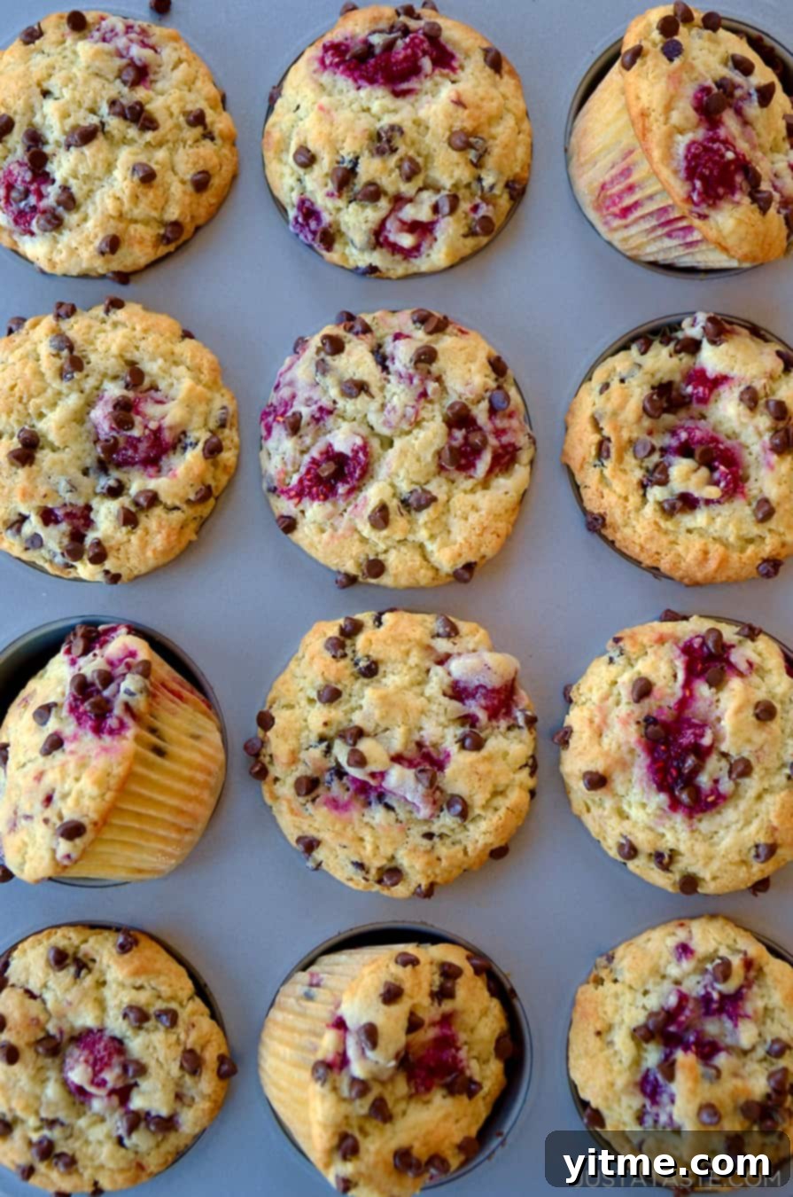 A batch of freshly baked Raspberry Chocolate Chip Muffins.