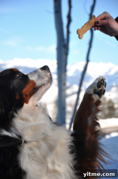 Homemade Dog Biscuits