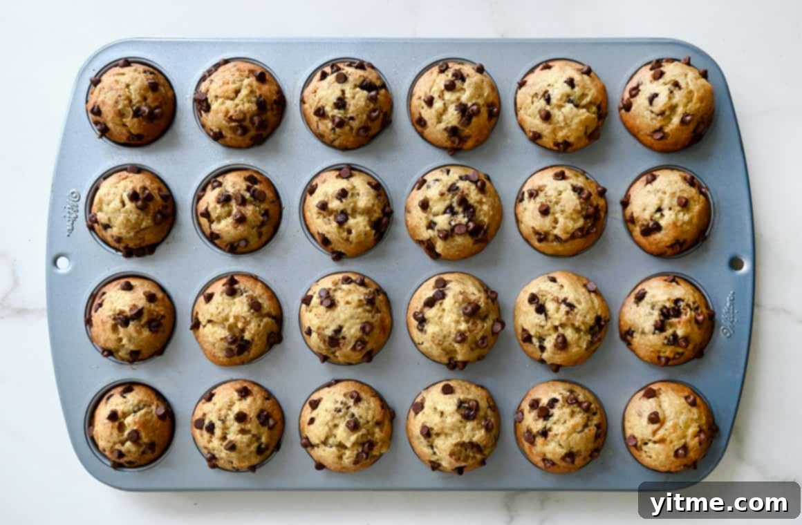 Mini muffins with chocolate chips in a muffin pan