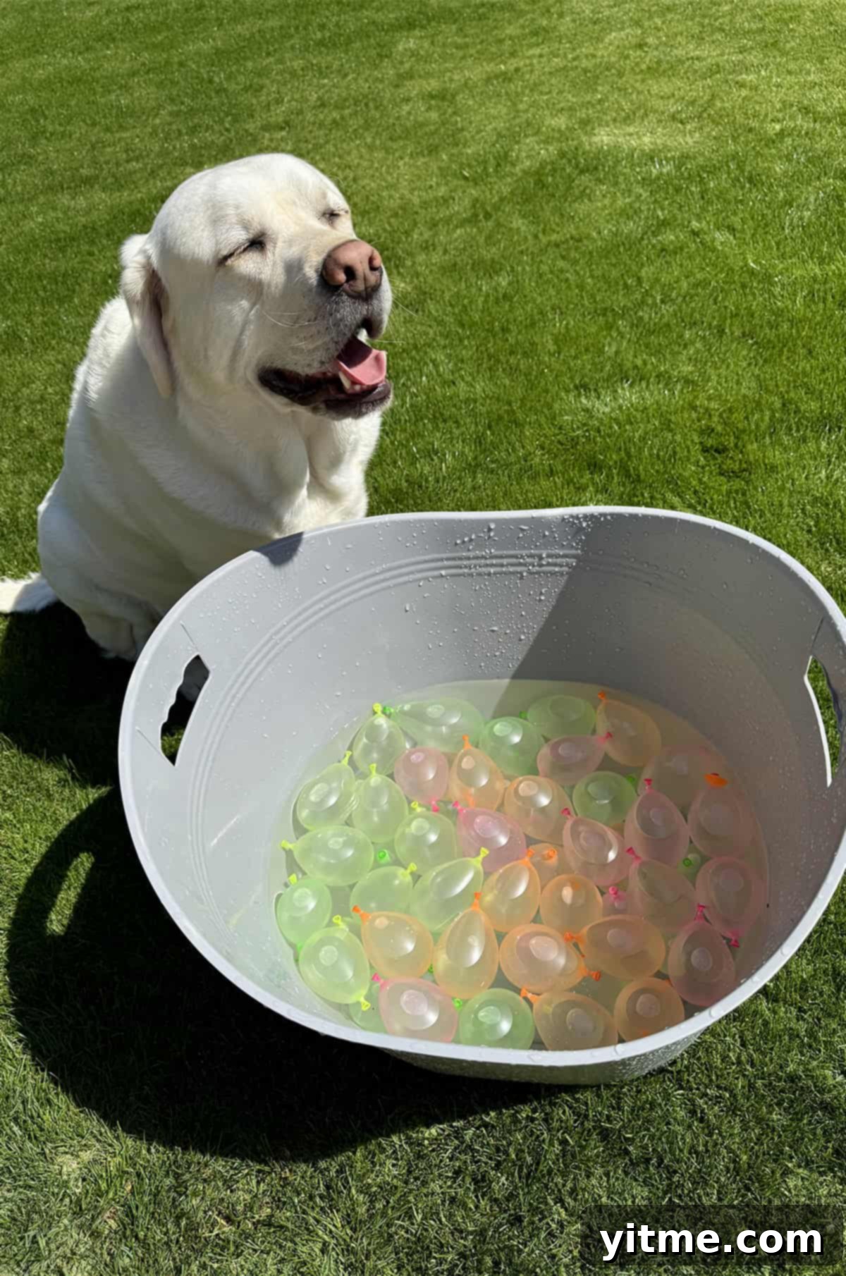 Kids laughing and playing with Bunch O Balloons water balloons in a backyard.